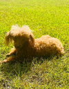 Annie