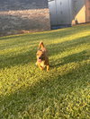 Pippi