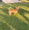 Pippi