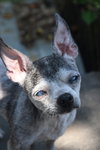 Lulu