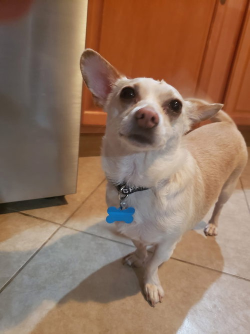 Toby