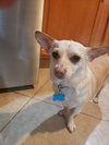 Toby