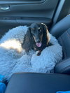 Maggie