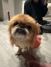Lady