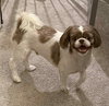 Samson