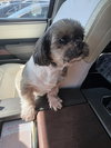 Coco Chanel