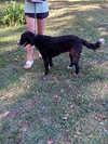Jeffrey