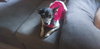 Lilly Bell