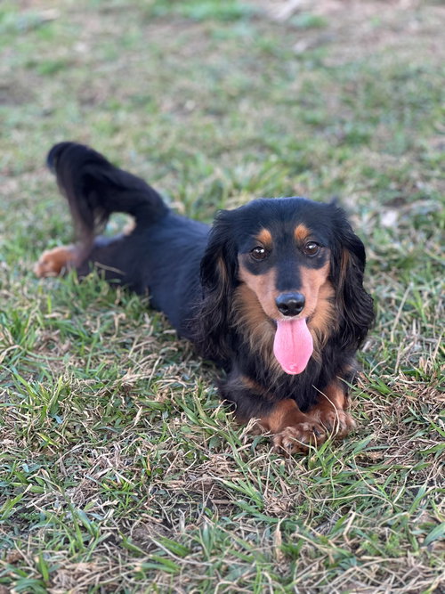 Winnie the Weenie