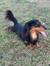 Winnie the Weenie