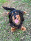 Winnie the Weenie