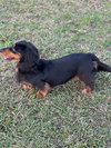 Winnie the Weenie