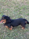 Winnie the Weenie