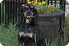 Gracie