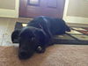 Buddy