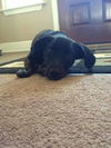 Buddy