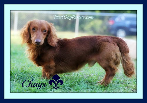 Chays (foster to adopt)