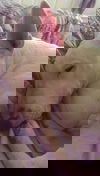 Chica