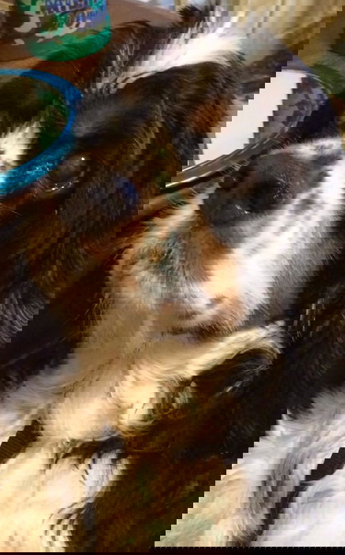 Boz