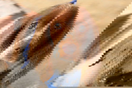 Conner