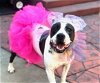 adoptable Dog in oakland, CA named Luna