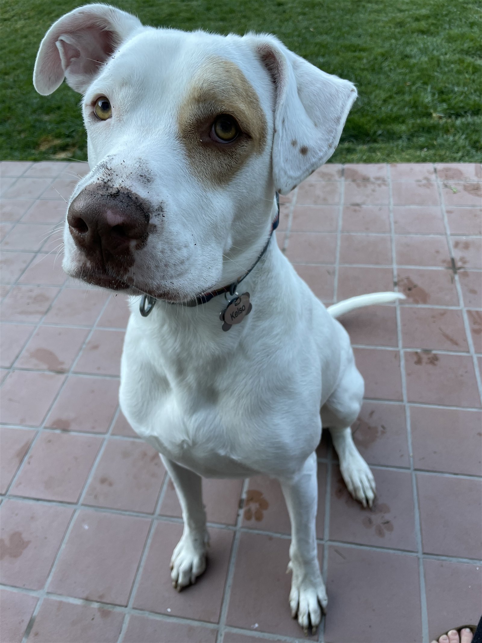 adoptable Dog in Oakland, CA named Kelso