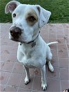 adoptable Dog in oakland, CA named Kelso