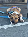 adoptable Dog in oakland, CA named Arcee