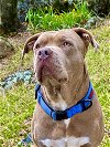 adoptable Dog in grass valley, CA named Tank