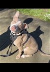 adoptable Dog in oakland, CA named Tango