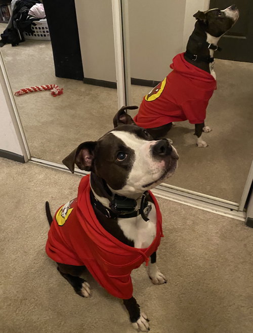 DANY - American Pit Bull Terrier available for adoption
