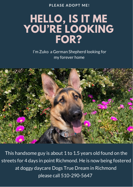 adoptable Dog in Berkeley, CA named Zuko