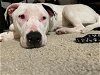 adoptable Dog in patterson, CA named Angel