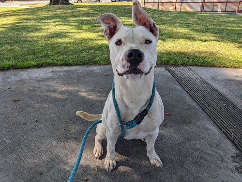 DAISY - American Staffordshire Terrier available for adoption