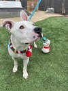 Daisy - Photo 4
