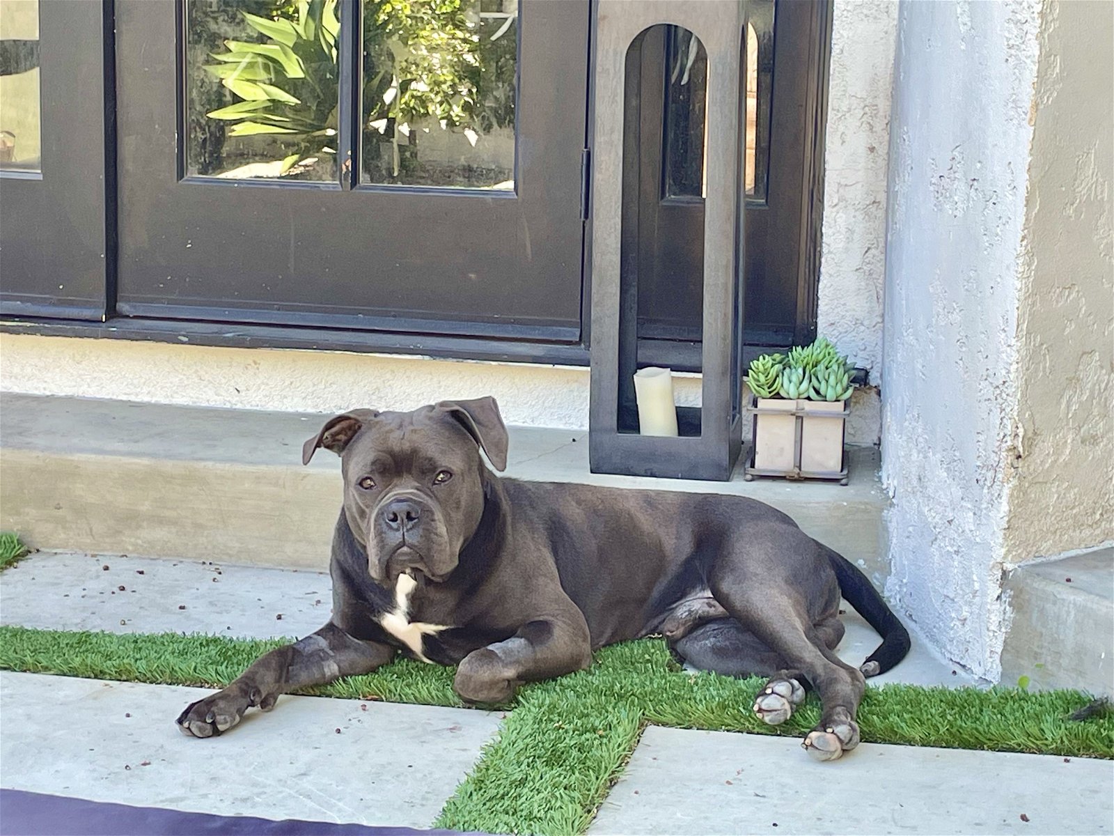 adoptable Dog in Los Angeles, CA named Georgie