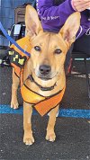 adoptable Dog in berkeley, CA named Kona
