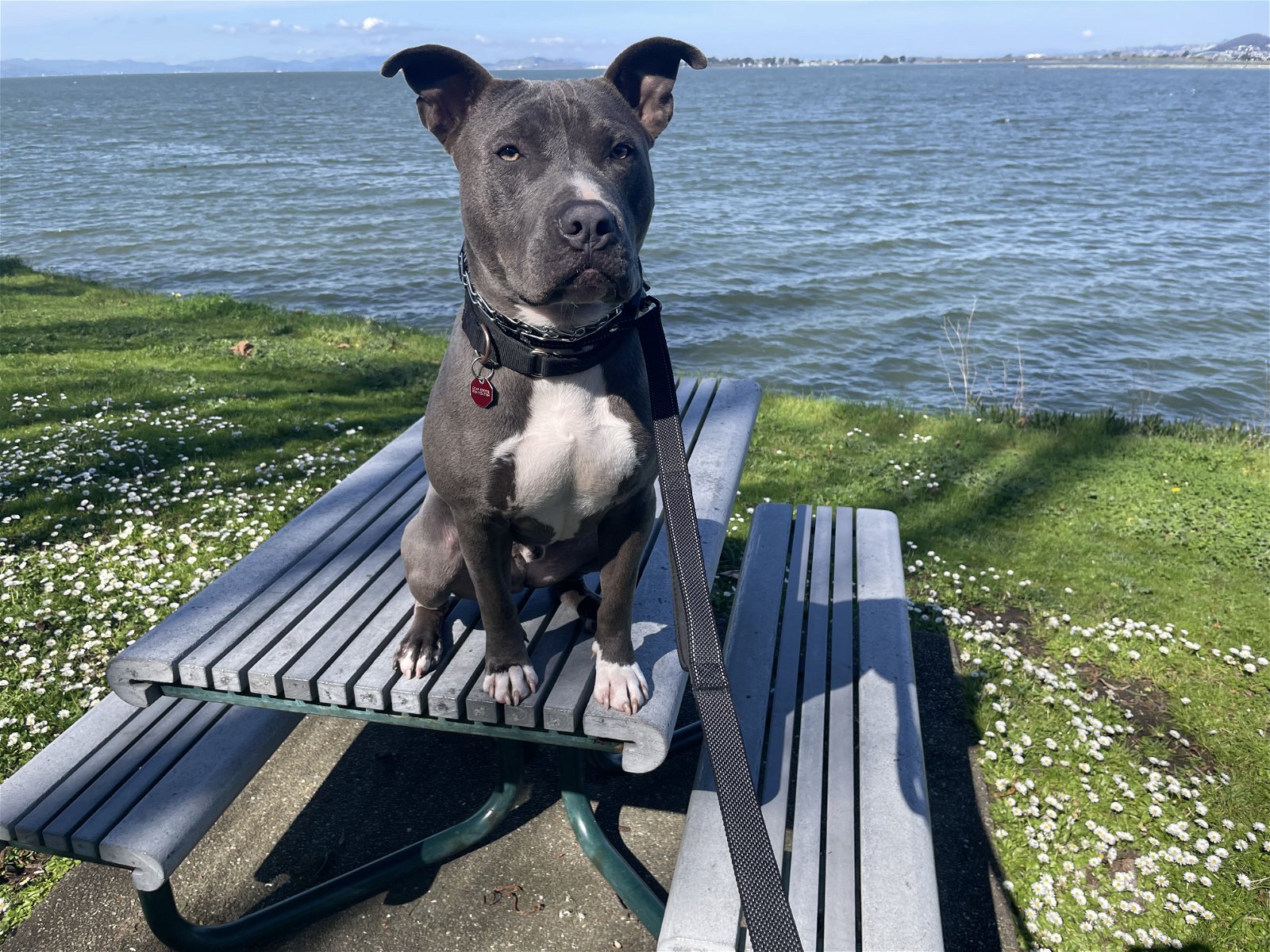adoptable Dog in Oakland, CA named Everett