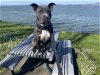 adoptable Dog in oakland, CA named Everett