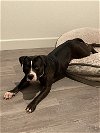 adoptable Dog in oakland, CA named Kaiser