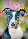 adoptable Dog in oakland, CA named Riley