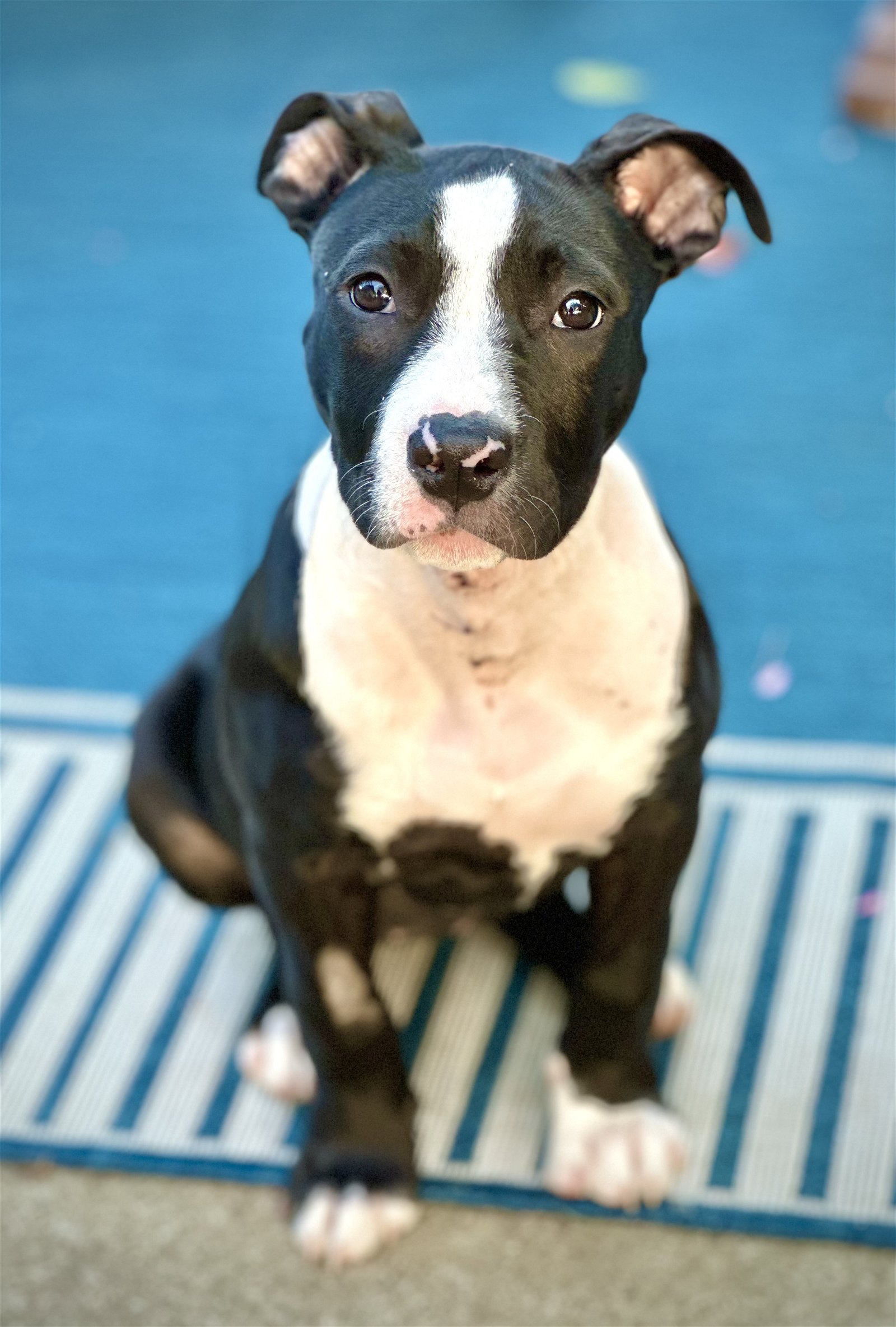 adoptable Dog in Oakland, CA named Riley