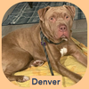 adoptable Dog in  named Denver