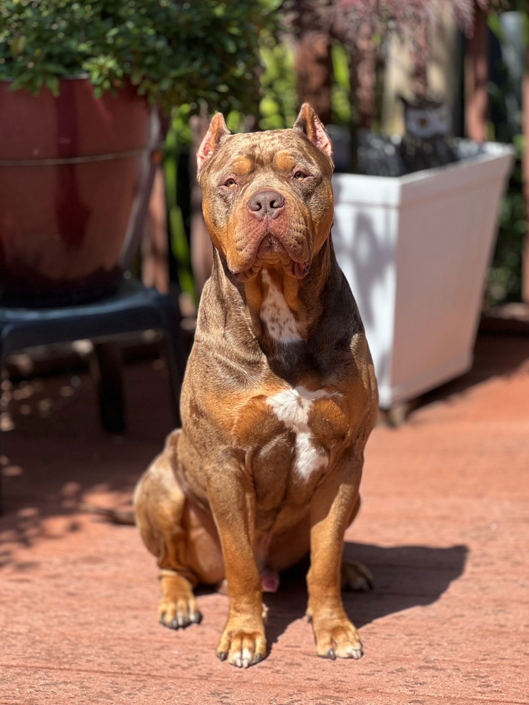 adoptable Dog in Fresno, CA named Sosa