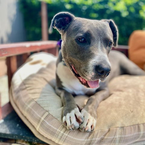picture of the dog needing adoption