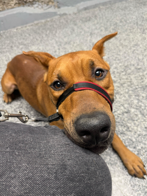 picture of the dog needing adoption