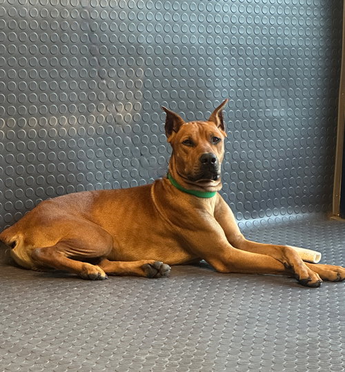 picture of the dog needing adoption
