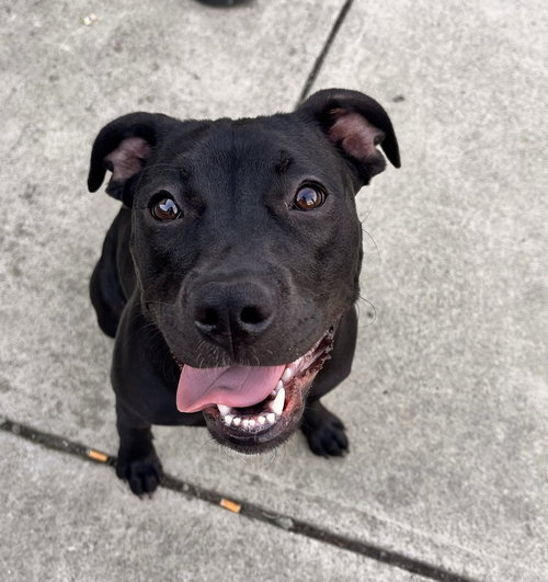 picture of the dog needing adoption