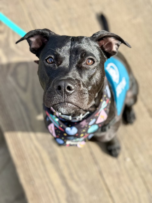 picture of the dog needing adoption