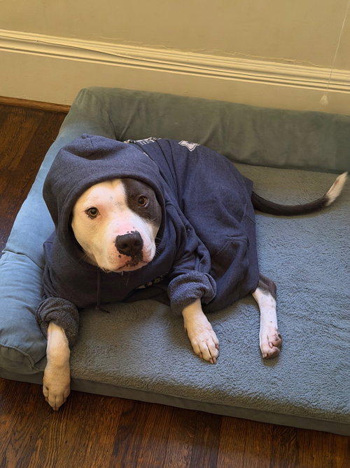 picture of the dog needing adoption